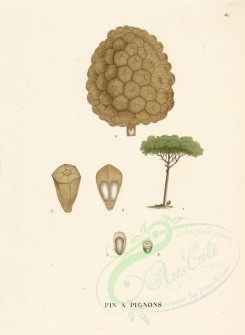 plants-00050 - pinus pinea, 2 [3616x4948]