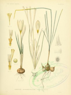 plants-00196 - crocus ochroleucus [2626x3489]