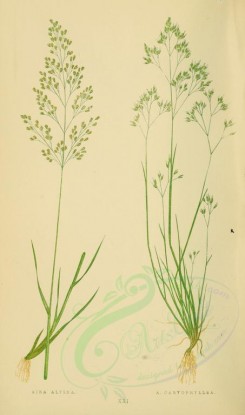 plants-00230 - aira alpina, aira caryophyllea [2219x3760]