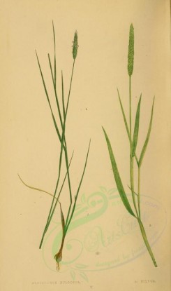 plants-00235 - alopecurus bulbosus, alopecurus fulvus [2219x3760]