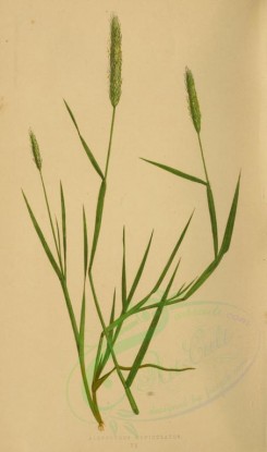 plants-00236 - alopecurus geniculatus [2219x3760]