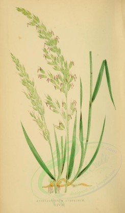 plants-00240 - arrhenatherum avenaceum [2219x3760]