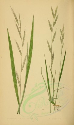 plants-00245 - brachypodium sylvaticum, brachypodium pinnatum [2219x3760]