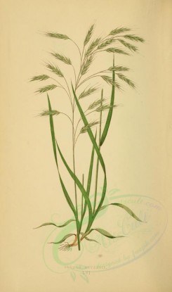 plants-00248 - bromus arvensis [2219x3760]