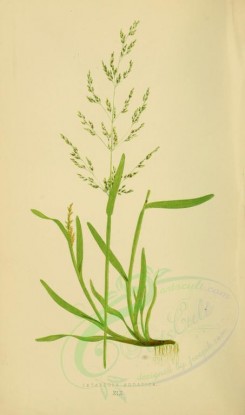 plants-00259 - catabrosa aquatica [2219x3760]