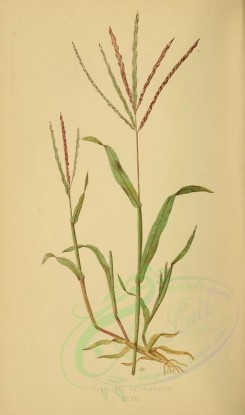 plants-00263 - digitaria sanguinalis [2219x3760]