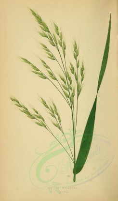 plants-00266 - festuca gigantea [2219x3760]