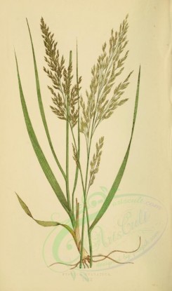 plants-00268 - festuca sylvatica [2219x3760]