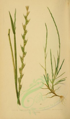plants-00277 - lolium temulentum, lepturus incurvatus [2219x3760]