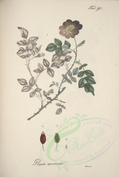 plants-00431 - rosa arvensis [4310x6398]