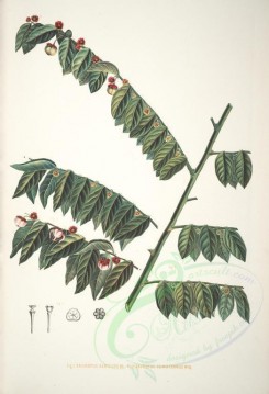 plants-00512 - sauropus albicans, sauropus sumatranus [5022x7352]