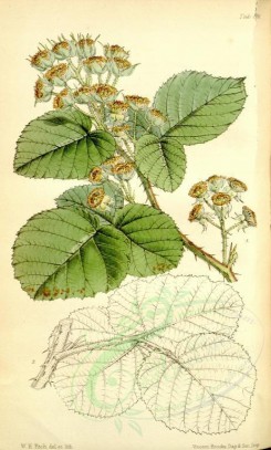 plants-00524 - rubus briggsii [1924x3192]