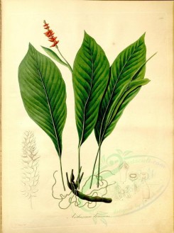plants-19355 - anthurium decurrens [4372x5870]