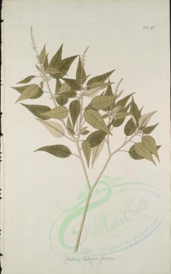 plants-21740 - croton balsamiferum [3168x5074]