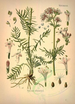 plants-21877 - valeriana officinalis [2945x4067]