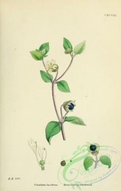 plants-26098 - Berry-bearing Chickweed, cucubalus bacciferus [1791x2816]