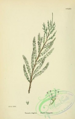 plants-26139 - English Tamarisk, tamarix anglica [1791x2816]