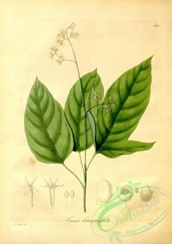 plants_of_amazon-00026 - carica heterophylla