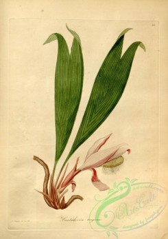 plants_of_amazon-00028 - carludovica trigona