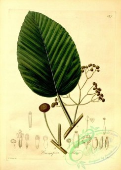 plants_of_amazon-00031 - cussapoa villosa