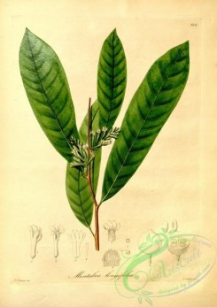 plants_of_amazon-00060 - montabea longifolia