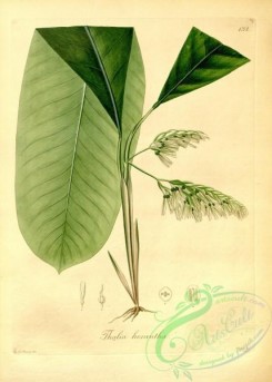 plants_of_amazon-00092 - thalia hexantha