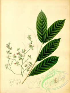 plants_of_amazon-00114 - carapa sericea