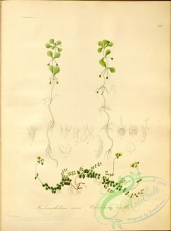 plants_of_amazon-00139 - hydranthelium egense, calceolaria tenella