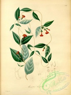 plants_of_amazon-00151 - manettia hispida