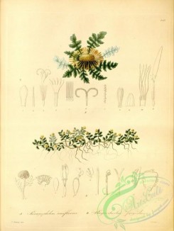 plants_of_amazon-00161 - paranephelius uniflorus, plagiocheilus frigidus