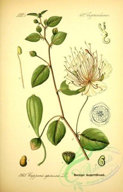 plants_of_germany-00035 - capparis spinosa