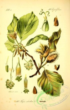 plants_of_germany-00067 - fagus silvatica