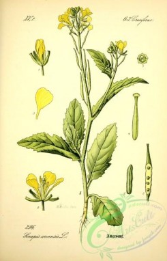 plants_of_germany-00142 - sinapis arvensis