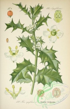 plants_of_germany-00206 - flex aquifolium