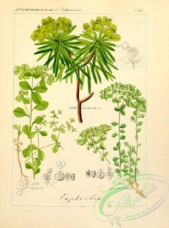plants_of_germany-00428 - euphorbia peplus, euphorbia dendroides, euphorbia poploides
