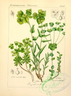 plants_of_germany-00431 - euphorbia saxatilis, euphorbia serrata, euphorbia baselices