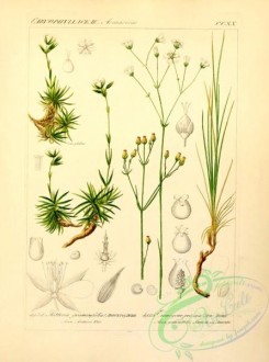plants_of_germany-00480 - pettera graminifolia, eremogone procera