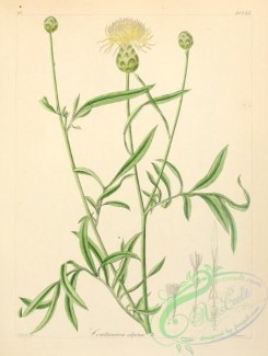 plants_of_germany-00531 - centaurea alpina