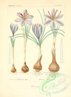 plants_of_germany-00666 - crocus pallasii, crocus sativus