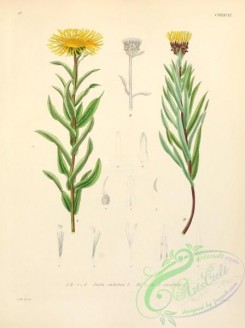plants_of_germany-00851 - inula salicina, inula ensifolia