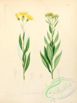 plants_of_germany-00872 - senecio cacaliaster, senecio paludosus