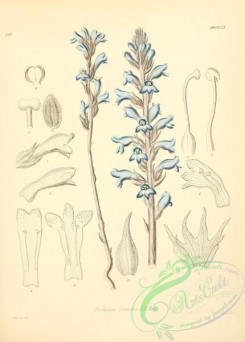 plants_of_germany-01045 - phelipaea coerulea