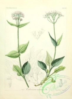 plants_of_germany-01223 - valeriana montana