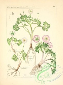 plants_of_germany-01390 - ranunculus glacialis gelidus, ranunculus glacialis gennuinus, ranunculus glacialis crithmifolius