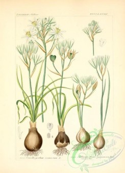 plants_of_germany-01525 - ornithogalum comosum, ornithogalum collinum