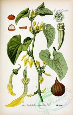 plants_of_germany-01795 - aristolochia clematitis