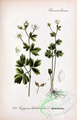 plants_of_germany-01937 - tsopyrum thalictroides