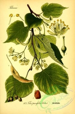 plants_of_germany-02072 - tilia parvifolia