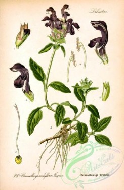 plants_of_germany-02104 - brunella grandiflora