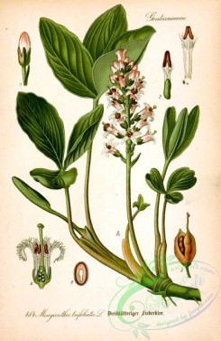 plants_of_germany-02175 - menyanthes trifoliata
